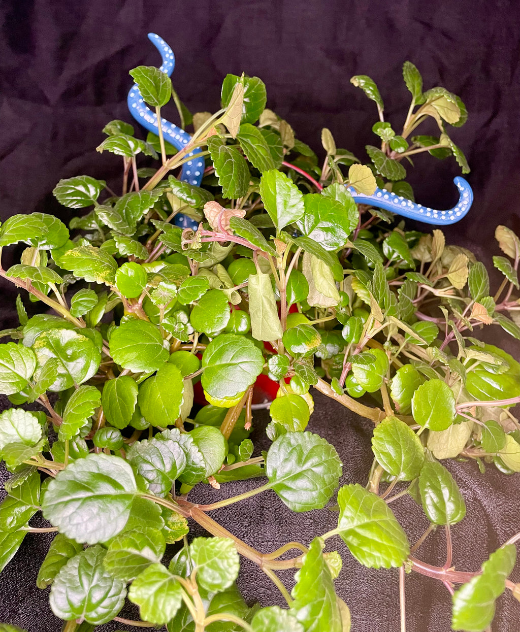 Blue Plant Stake Tentacles - Sold as an Each