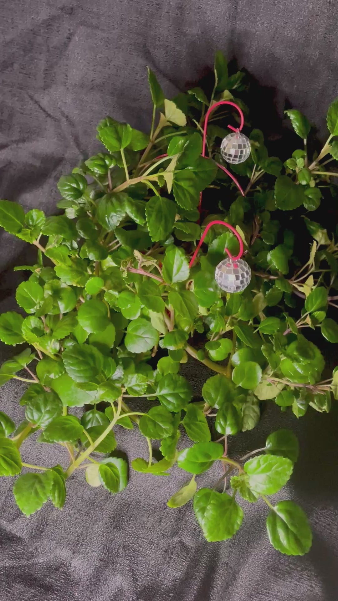 Disco Ball With Red Pole Plant Accessory