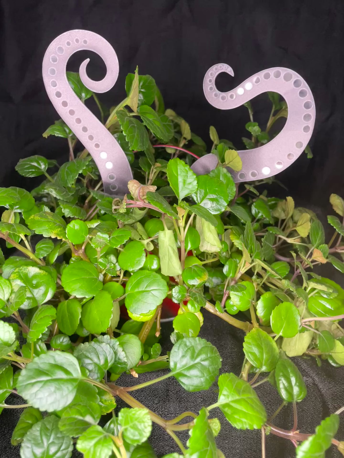 2D Black Plant Tentacles - Sold as a Pair